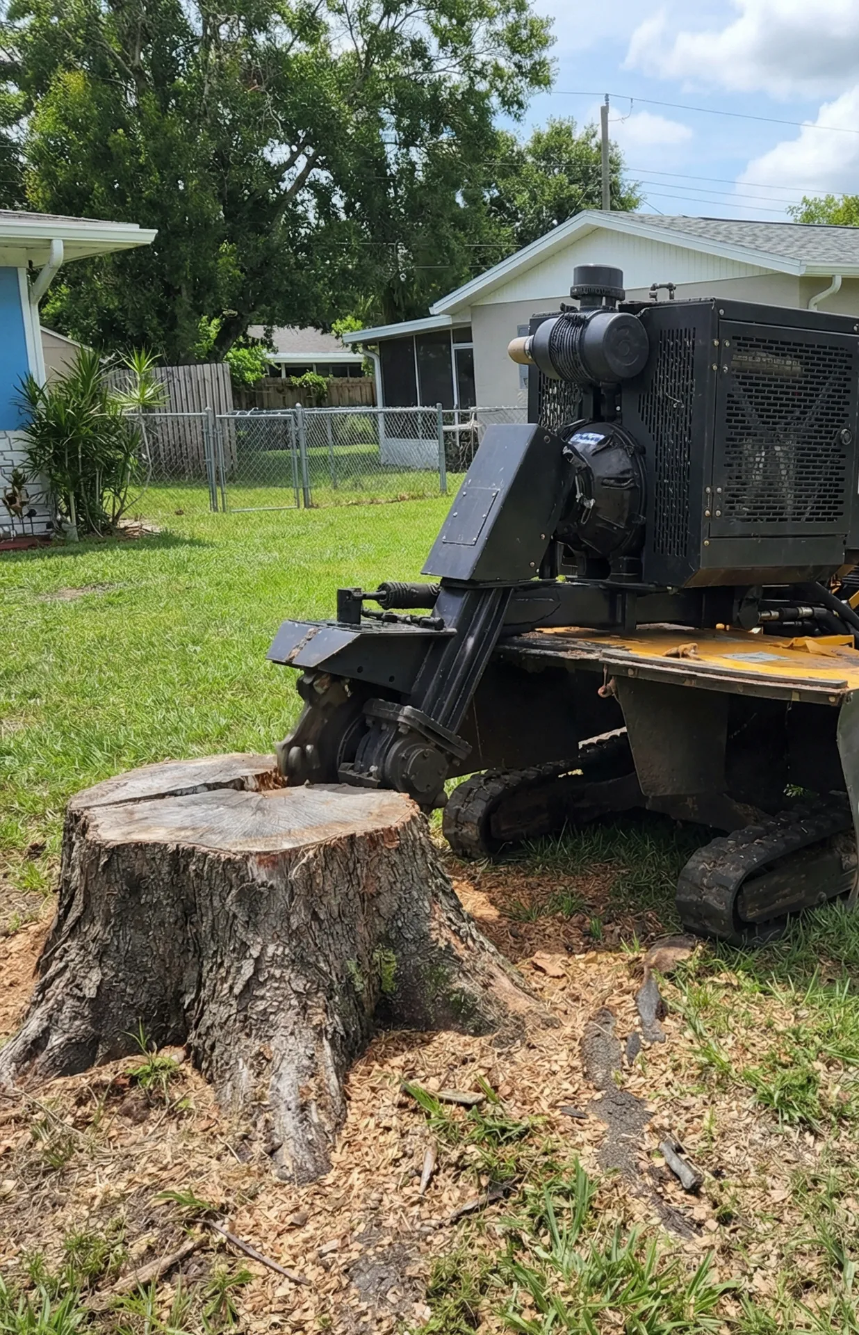 Stump Removal Process in Tampa Bay